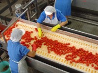 pomodoro-lavorazione