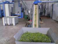 Industria_olearia_4