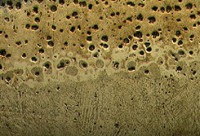 about_T4_etched_25x