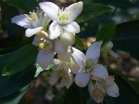 Industria agricola: l'olio di renoli