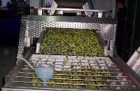 Industria olearia: i sistemi di estrazione delle olive
