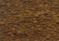 acidi_umici2