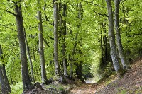 latifoglie
