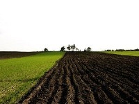 soil-field