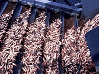 Anchovies+Peru4